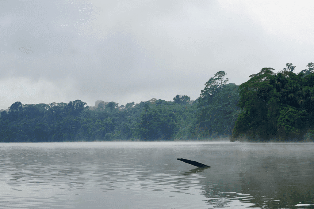 Amazon Rainforest, Peru